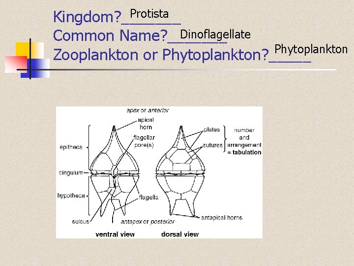 Protista Kingdom? _______ Dinoflagellate Common Name? _______ Phytoplankton Zooplankton or Phytoplankton? _____ 