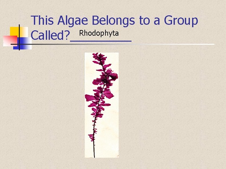 This Algae Belongs to a Group Rhodophyta Called? _____ 