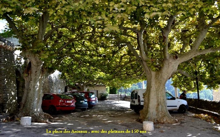 La place des Arceaux , avec des platanes de 150 ans. 