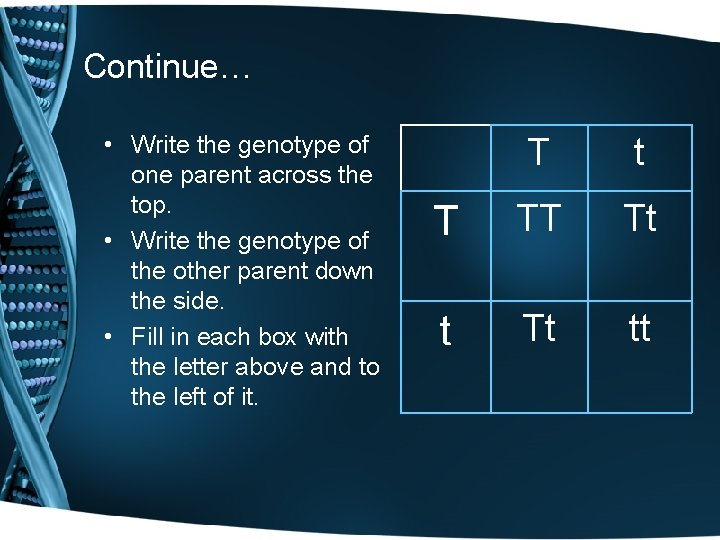 Continue… • Write the genotype of one parent across the top. • Write the
