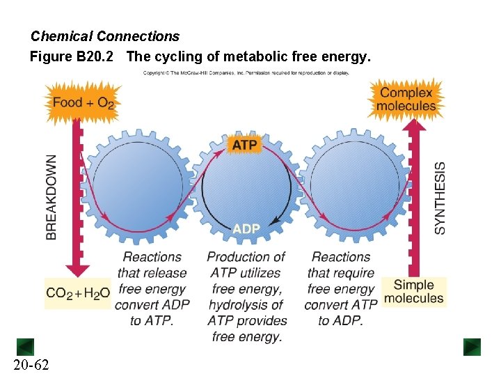 Chemical Connections Figure B 20. 2 The cycling of metabolic free energy. 20 -62