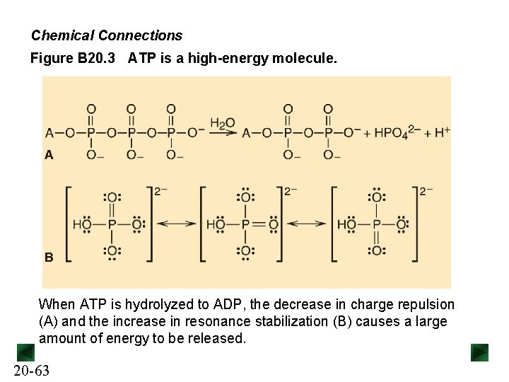 Chemical Connections Figure B 20. 3 ATP is a high-energy molecule. When ATP is
