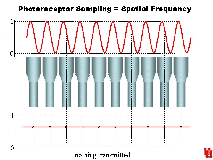 Photoreceptor Sampling = Spatial Frequency 1 I 0 nothing transmitted 