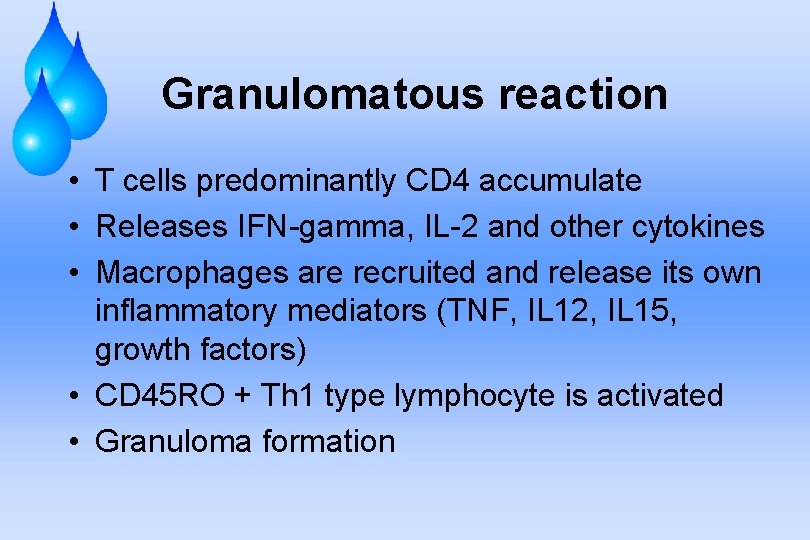Granulomatous reaction • T cells predominantly CD 4 accumulate • Releases IFN-gamma, IL-2 and