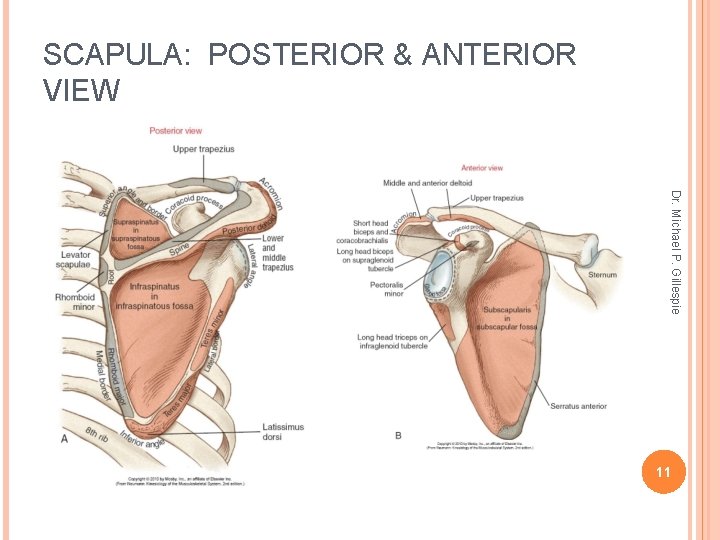 SCAPULA: POSTERIOR & ANTERIOR VIEW Dr. Michael P. Gillespie 11 