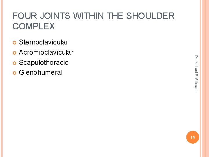 FOUR JOINTS WITHIN THE SHOULDER COMPLEX Sternoclavicular Acromioclavicular Scapulothoracic Glenohumeral Dr. Michael P. Gillespie