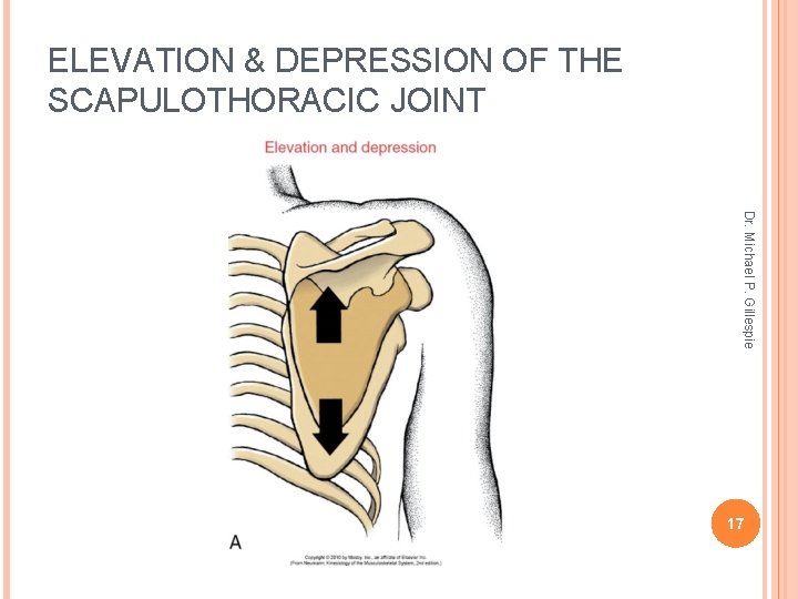 ELEVATION & DEPRESSION OF THE SCAPULOTHORACIC JOINT Dr. Michael P. Gillespie 17 