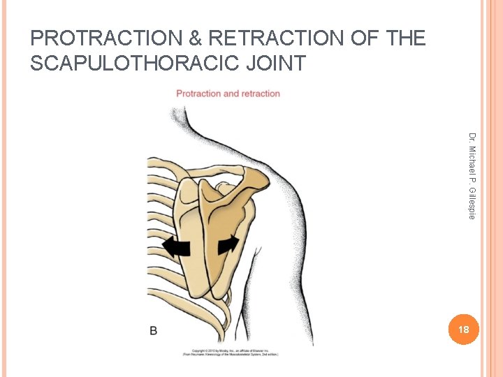 PROTRACTION & RETRACTION OF THE SCAPULOTHORACIC JOINT Dr. Michael P. Gillespie 18 