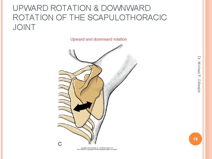UPWARD ROTATION & DOWNWARD ROTATION OF THE SCAPULOTHORACIC JOINT Dr. Michael P. Gillespie 19