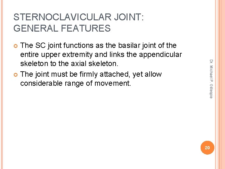 STERNOCLAVICULAR JOINT: GENERAL FEATURES The SC joint functions as the basilar joint of the