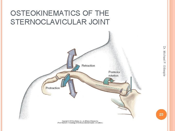 OSTEOKINEMATICS OF THE STERNOCLAVICULAR JOINT Dr. Michael P. Gillespie 23 