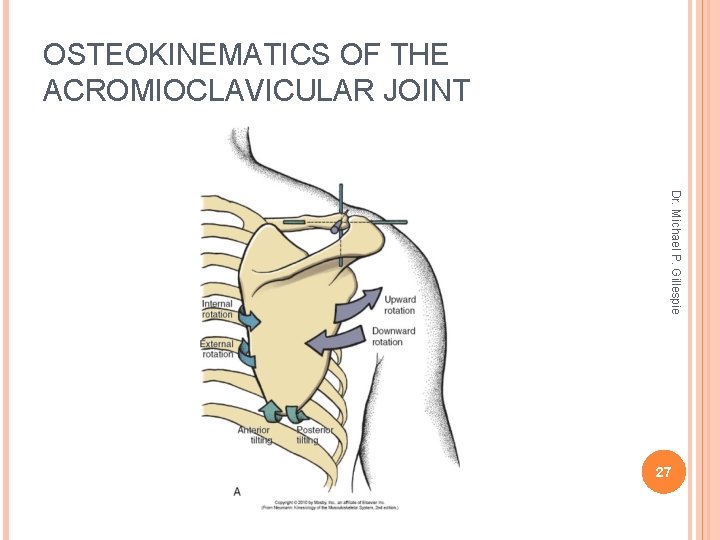 OSTEOKINEMATICS OF THE ACROMIOCLAVICULAR JOINT Dr. Michael P. Gillespie 27 