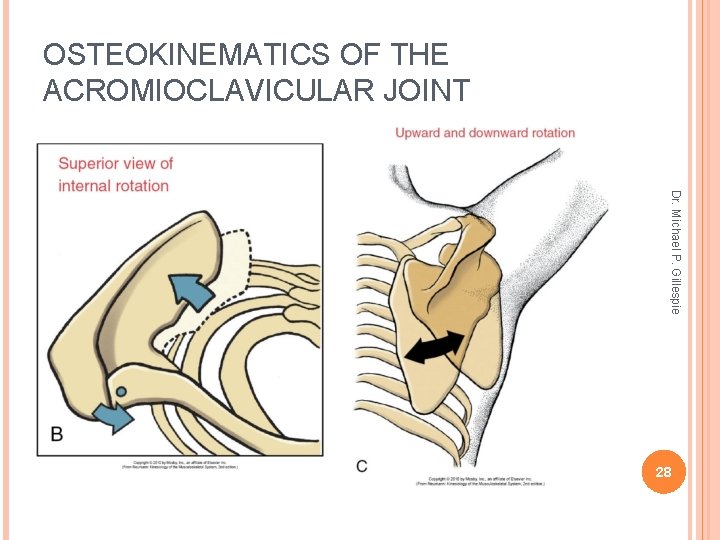 OSTEOKINEMATICS OF THE ACROMIOCLAVICULAR JOINT Dr. Michael P. Gillespie 28 