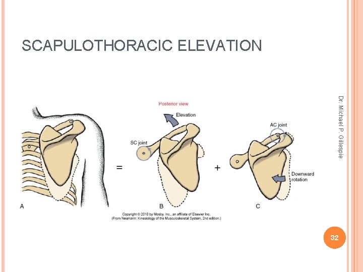 SCAPULOTHORACIC ELEVATION Dr. Michael P. Gillespie 32 