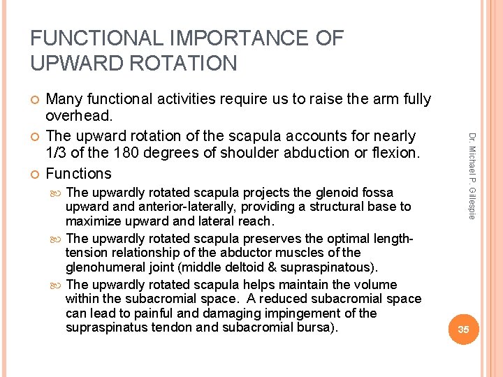 FUNCTIONAL IMPORTANCE OF UPWARD ROTATION The upwardly rotated scapula projects the glenoid fossa upward