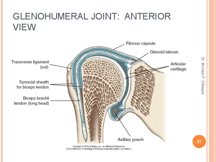 GLENOHUMERAL JOINT: ANTERIOR VIEW Dr. Michael P. Gillespie 37 