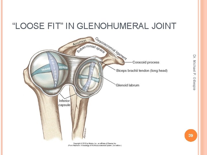 “LOOSE FIT” IN GLENOHUMERAL JOINT Dr. Michael P. Gillespie 39 