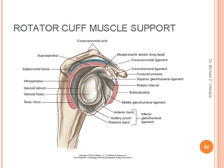 ROTATOR CUFF MUSCLE SUPPORT Dr. Michael P. Gillespie 42 
