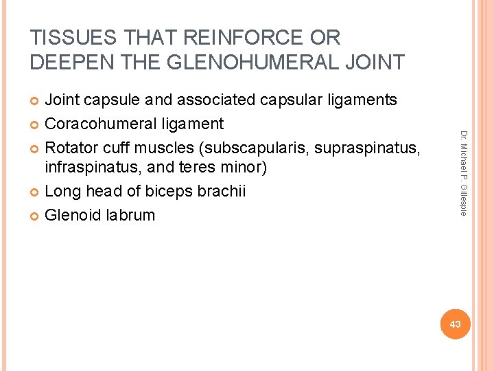 TISSUES THAT REINFORCE OR DEEPEN THE GLENOHUMERAL JOINT Joint capsule and associated capsular ligaments