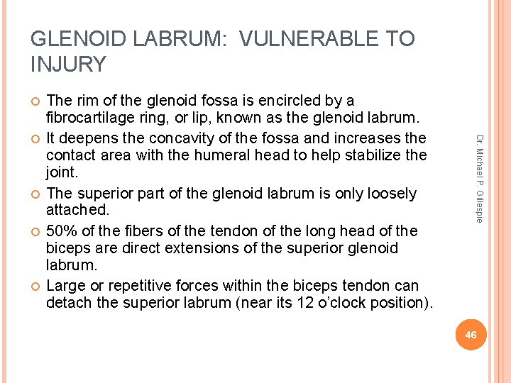 GLENOID LABRUM: VULNERABLE TO INJURY Dr. Michael P. Gillespie The rim of the glenoid