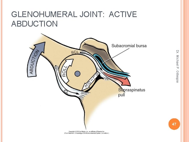 GLENOHUMERAL JOINT: ACTIVE ABDUCTION Dr. Michael P. Gillespie 47 