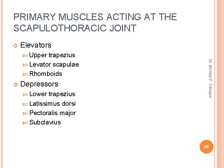 PRIMARY MUSCLES ACTING AT THE SCAPULOTHORACIC JOINT Elevators Upper Depressors Lower trapezius Latissimus dorsi