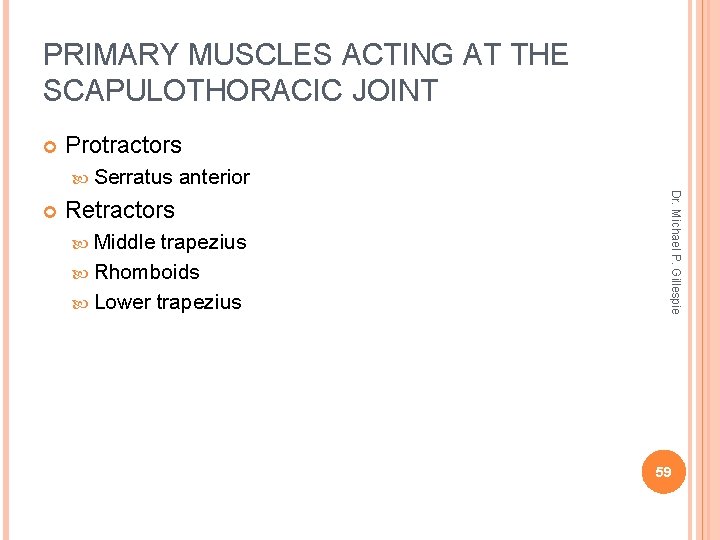 PRIMARY MUSCLES ACTING AT THE SCAPULOTHORACIC JOINT Protractors Serratus Retractors Middle trapezius Rhomboids Lower