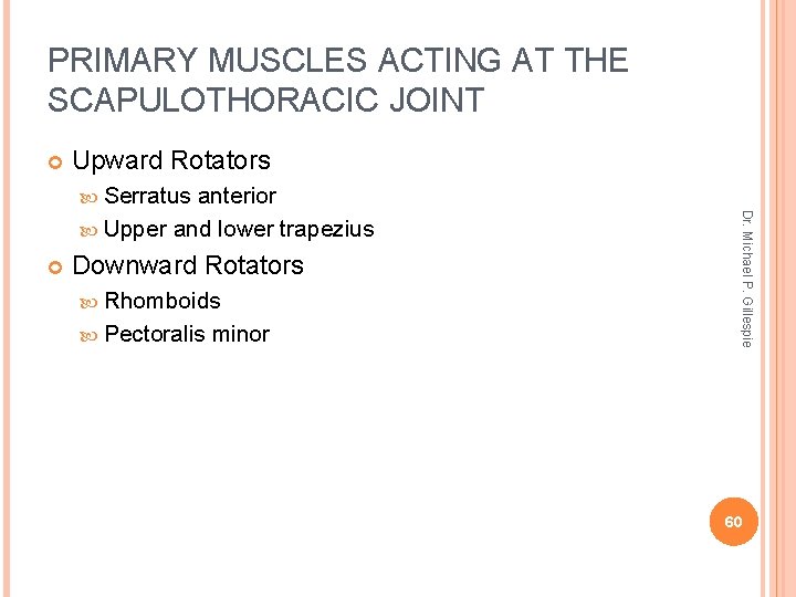 PRIMARY MUSCLES ACTING AT THE SCAPULOTHORACIC JOINT Upward Rotators Serratus Downward Rotators Rhomboids Pectoralis