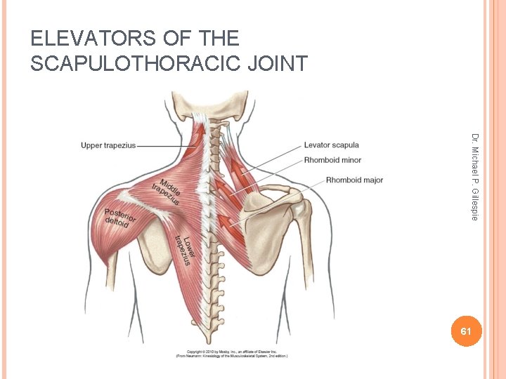 ELEVATORS OF THE SCAPULOTHORACIC JOINT Dr. Michael P. Gillespie 61 