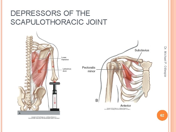 DEPRESSORS OF THE SCAPULOTHORACIC JOINT Dr. Michael P. Gillespie 62 