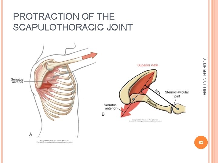 PROTRACTION OF THE SCAPULOTHORACIC JOINT Dr. Michael P. Gillespie 63 