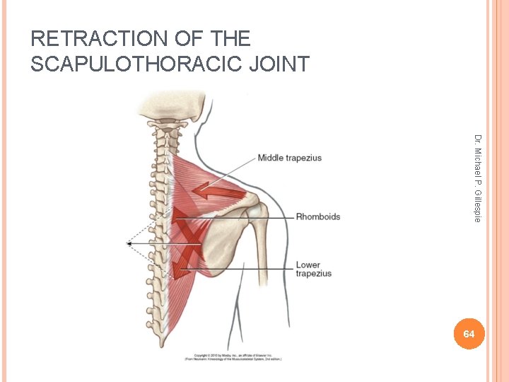 RETRACTION OF THE SCAPULOTHORACIC JOINT Dr. Michael P. Gillespie 64 
