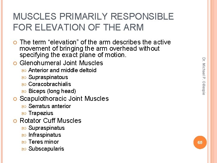 MUSCLES PRIMARILY RESPONSIBLE FOR ELEVATION OF THE ARM Scapulothoracic Joint Muscles Anterior and middle