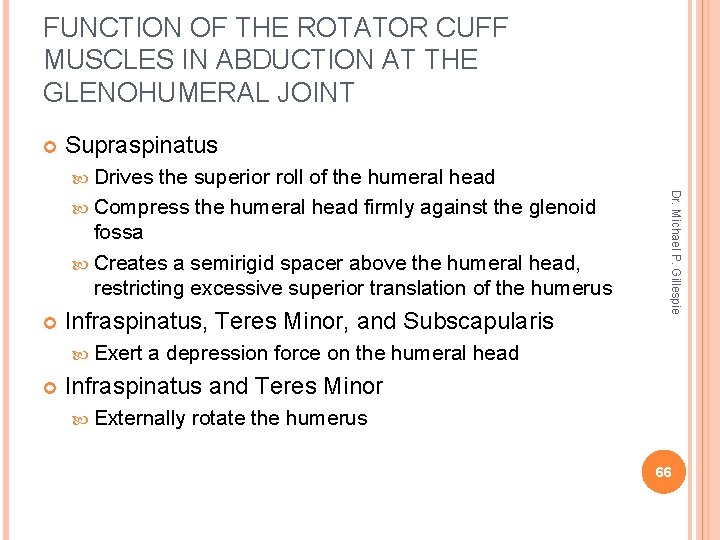 FUNCTION OF THE ROTATOR CUFF MUSCLES IN ABDUCTION AT THE GLENOHUMERAL JOINT Supraspinatus Drives