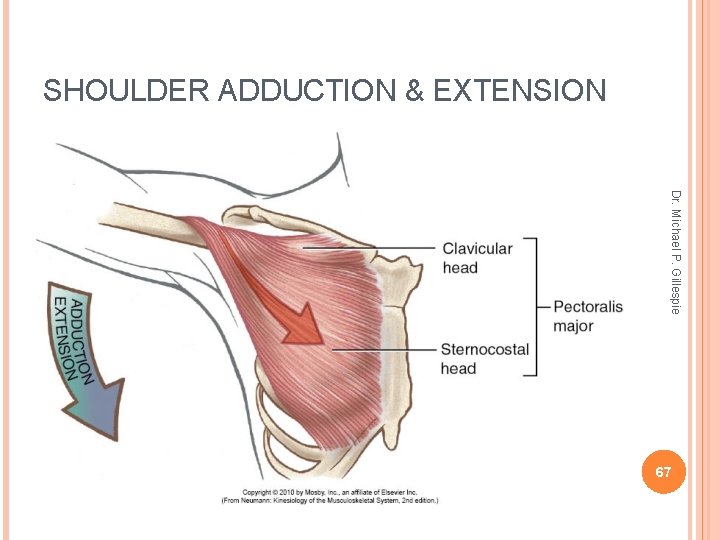 SHOULDER ADDUCTION & EXTENSION Dr. Michael P. Gillespie 67 