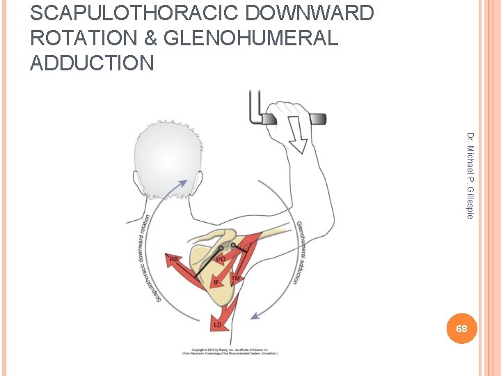 SCAPULOTHORACIC DOWNWARD ROTATION & GLENOHUMERAL ADDUCTION Dr. Michael P. Gillespie 68 