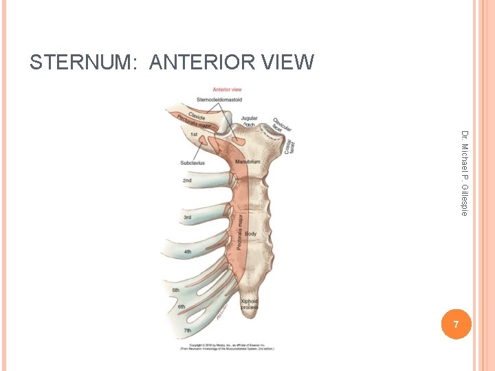 STERNUM: ANTERIOR VIEW Dr. Michael P. Gillespie 7 