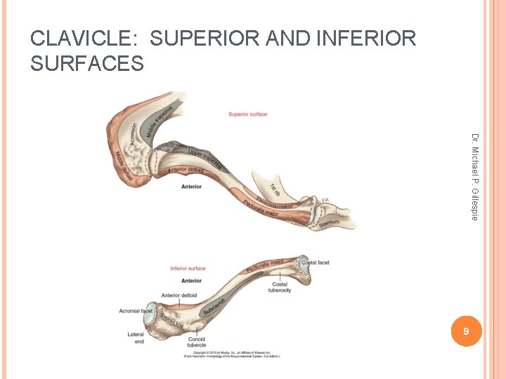 CLAVICLE: SUPERIOR AND INFERIOR SURFACES Dr. Michael P. Gillespie 9 