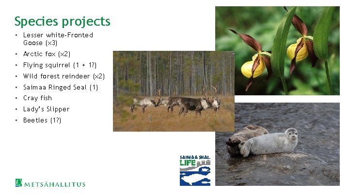Species projects • Lesser white-Fronted Goose (x 3) • Arctic fox (x 2) •