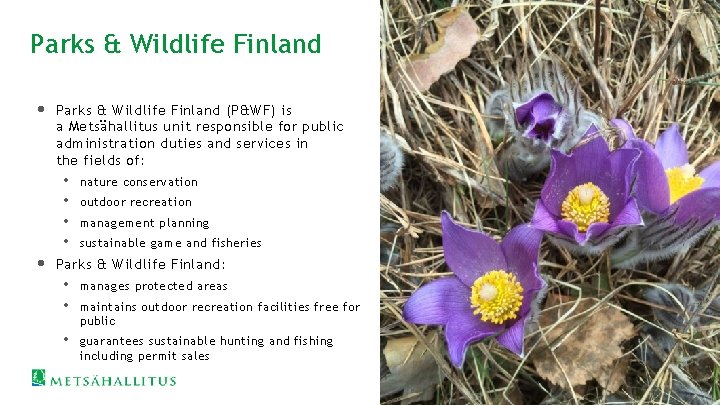 Parks & Wildlife Finland • • Parks & Wildlife Finland (P&WF) is a Metsähallitus