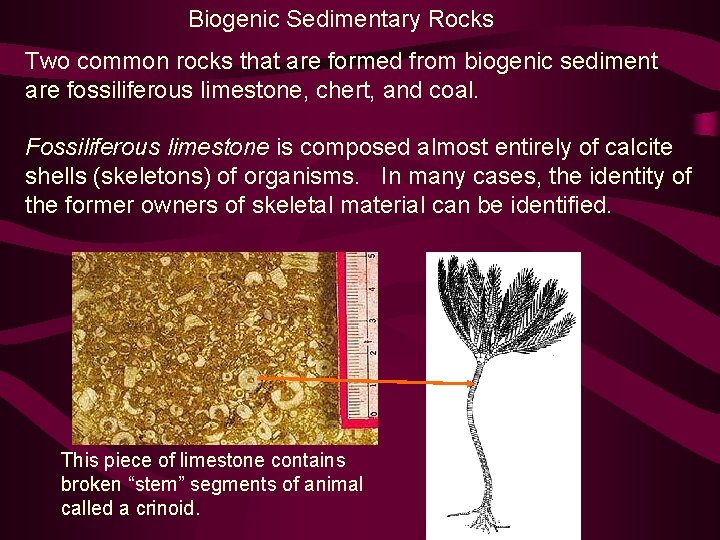 Biogenic Sedimentary Rocks Two common rocks that are formed from biogenic sediment are fossiliferous