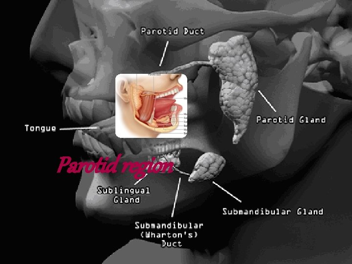 Parotid region Parotid region
