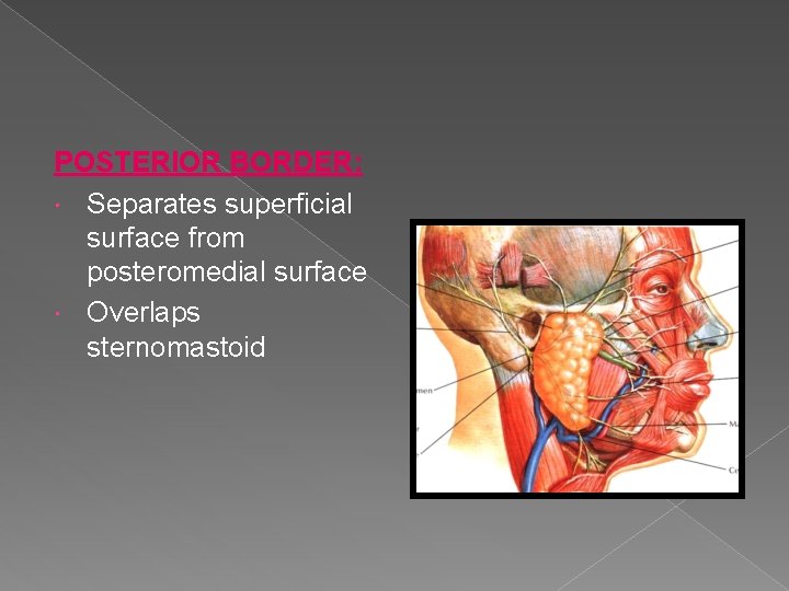 POSTERIOR BORDER: Separates superficial surface from posteromedial surface Overlaps sternomastoid POSTERIOR BORDER: Separates superficial surface from posteromedial surface Overlaps sternomastoid