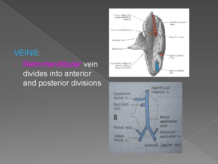 VEINS: Retromandibular vein divides into anterior and posterior divisions VEINS: Retromandibular vein divides into anterior and posterior divisions