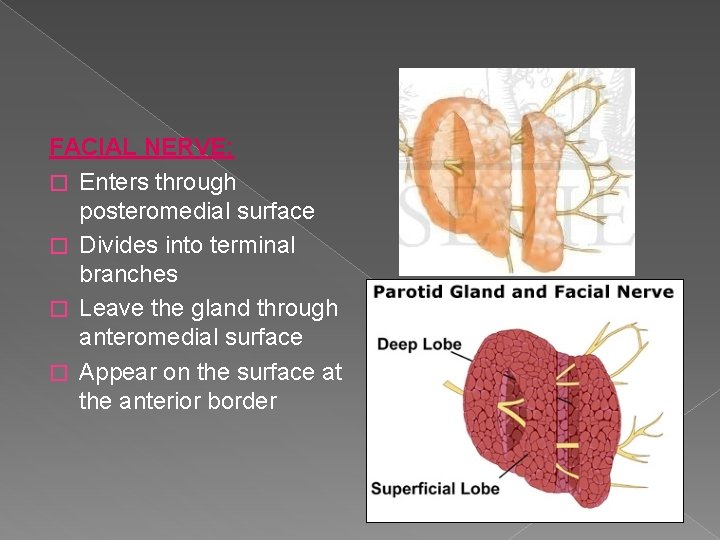 FACIAL NERVE: � Enters through posteromedial surface � Divides into terminal branches � Leave FACIAL NERVE: � Enters through posteromedial surface � Divides into terminal branches � Leave