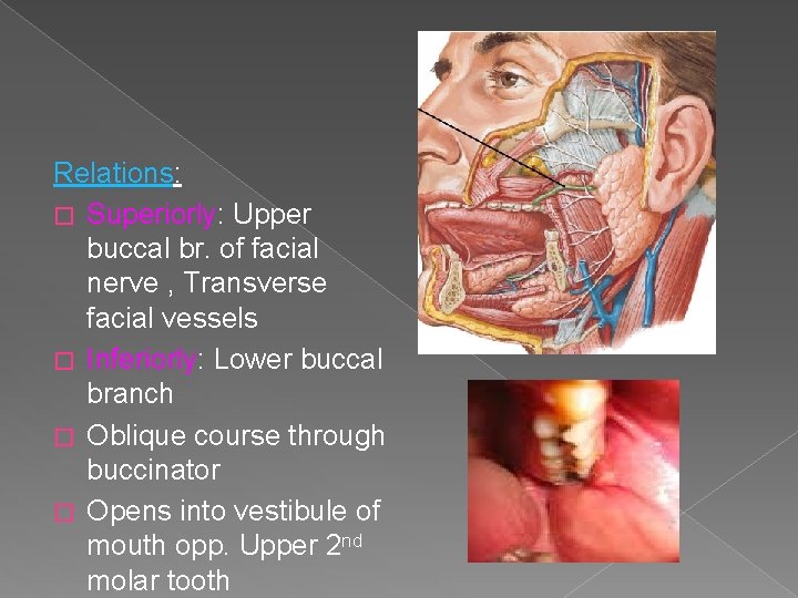 Relations: � Superiorly: Upper buccal br. of facial nerve , Transverse facial vessels � Relations: � Superiorly: Upper buccal br. of facial nerve , Transverse facial vessels �