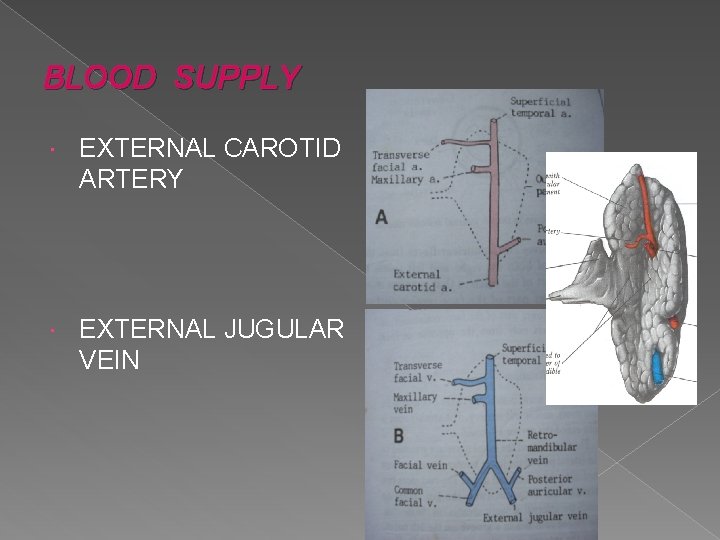 BLOOD SUPPLY EXTERNAL CAROTID ARTERY EXTERNAL JUGULAR VEIN BLOOD SUPPLY EXTERNAL CAROTID ARTERY EXTERNAL JUGULAR VEIN