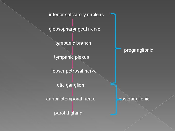 inferior salivatory nucleus glossopharyngeal nerve tympanic branch preganglionic tympanic plexus lesser petrosal nerve otic inferior salivatory nucleus glossopharyngeal nerve tympanic branch preganglionic tympanic plexus lesser petrosal nerve otic