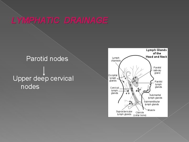 LYMPHATIC DRAINAGE Parotid nodes Upper deep cervical nodes LYMPHATIC DRAINAGE Parotid nodes Upper deep cervical nodes