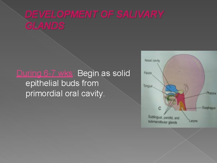 DEVELOPMENT OF SALIVARY GLANDS During 6 -7 wks: Begin as solid epithelial buds from DEVELOPMENT OF SALIVARY GLANDS During 6 -7 wks: Begin as solid epithelial buds from